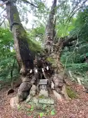 葛見神社の自然