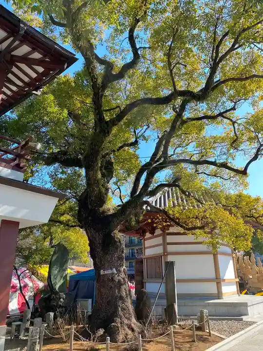 西新井大師総持寺の自然