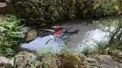 巖島神社の動物