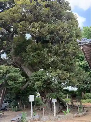 九重神社(埼玉県)