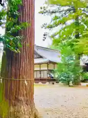 一ノ矢八坂神社の自然