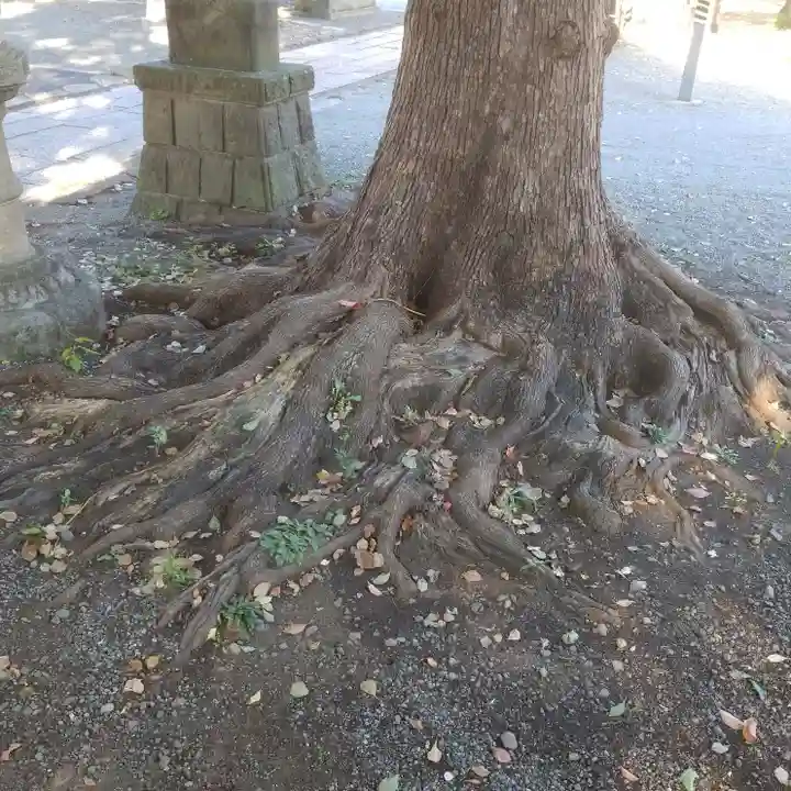 町田天満宮の自然