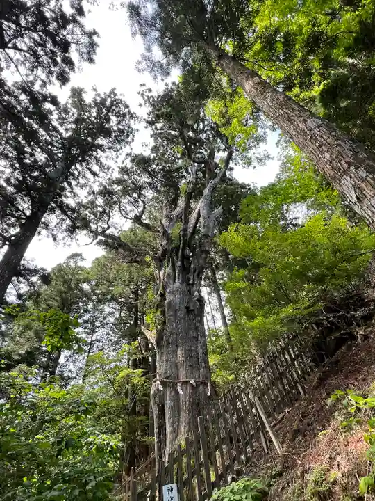 玉置神社の自然