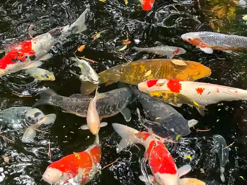 伊豆山神社(静岡県)