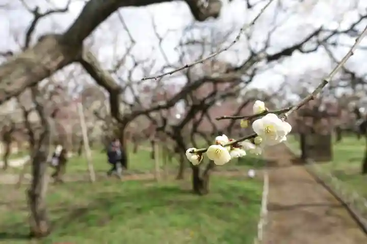 北野天満宮の自然