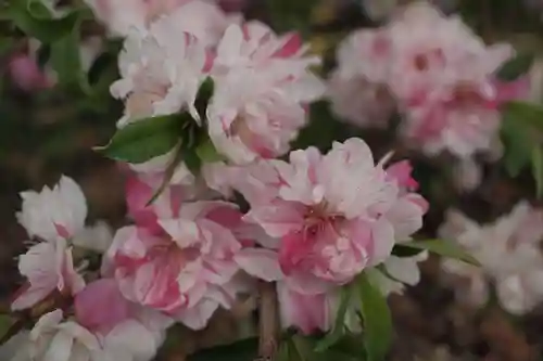 甲斐総社八幡神社の自然