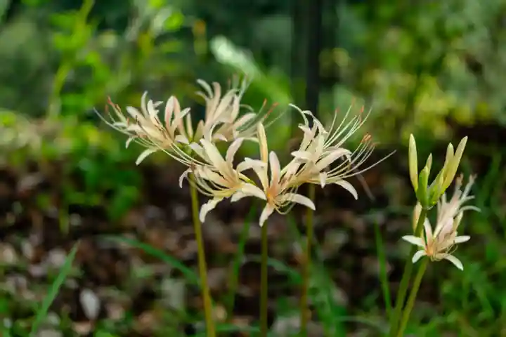 天安河原宮(宮崎県)