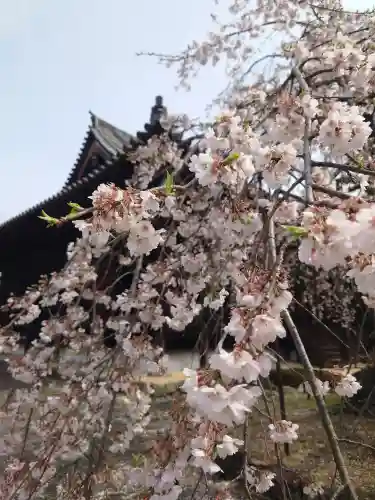 道成寺の{uncategorized: "未分類", other: "その他", undefined: "問題あり", building: "その他建物", grave: "お墓", sacred_gate: "鳥居", guardian: "狛犬", statue: "像", buddha: "仏像", history: "歴史", nature: "自然", garden: "庭園", animal: "動物", pagoda: "塔", temizu: "手水舎", mountain_gate: "山門・神門", sanctuary: "本殿・本堂", subordinate: "末社・摂社", art: "芸術", scenery: "景色", jizo: "地蔵", ema: "絵馬", goshuin: "御朱印", omikuji: "おみくじ", items: "授与品その他", amulet: "お守り", goshuincho: "御朱印帳", eats: "食事", festival: "お祭り", votive_dance: "神楽", shichigosan: "七五三参", wedding: "結婚式", experience: "体験その他", initially: "初詣", around: "周辺", anti_infection: "感染症対策"}