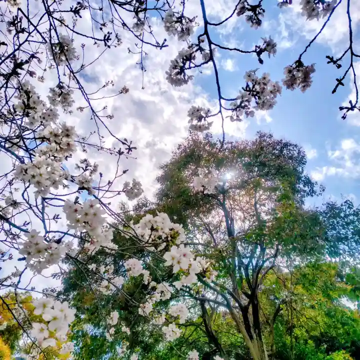 芝東照宮の{uncategorized: "未分類", other: "その他", undefined: "問題あり", building: "その他建物", grave: "お墓", sacred_gate: "鳥居", guardian: "狛犬", statue: "像", buddha: "仏像", history: "歴史", nature: "自然", garden: "庭園", animal: "動物", pagoda: "塔", temizu: "手水舎", mountain_gate: "山門・神門", sanctuary: "本殿・本堂", subordinate: "末社・摂社", art: "芸術", scenery: "景色", jizo: "地蔵", ema: "絵馬", goshuin: "御朱印", omikuji: "おみくじ", items: "授与品その他", amulet: "お守り", goshuincho: "御朱印帳", eats: "食事", festival: "お祭り", votive_dance: "神楽", shichigosan: "七五三参", wedding: "結婚式", experience: "体験その他", initially: "初詣", around: "周辺", anti_infection: "感染症対策"}