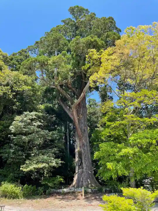 飛龍八幡宮の自然