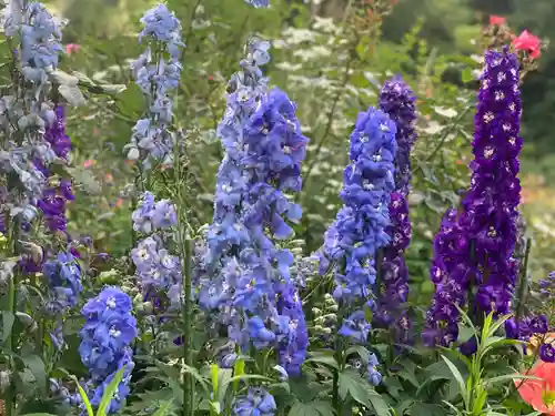 曽我浅間神社の自然