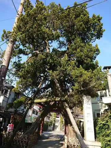 荏柄天神社の自然