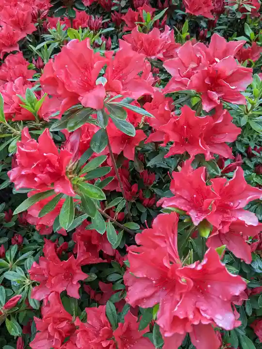 三輪神社(愛知県)