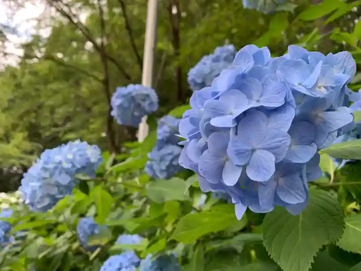 持寳院(多氣山不動尊)の自然