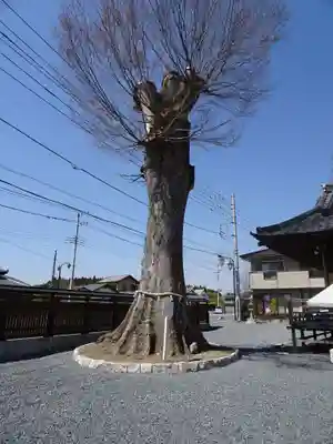 石井神社の自然
