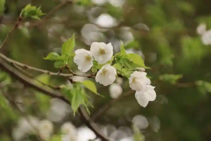 三島八幡神社の自然
