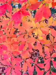 土津神社｜こどもと出世の神さまの自然