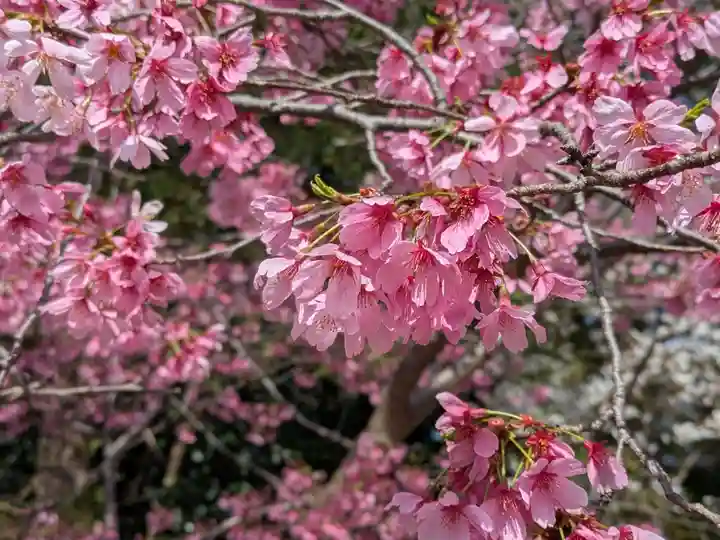 櫻木神社(千葉県)