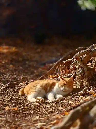 淡洲神社（太郎丸）の{uncategorized: "未分類", other: "その他", undefined: "問題あり", building: "その他建物", grave: "お墓", sacred_gate: "鳥居", guardian: "狛犬", statue: "像", buddha: "仏像", history: "歴史", nature: "自然", garden: "庭園", animal: "動物", pagoda: "塔", temizu: "手水舎", mountain_gate: "山門・神門", sanctuary: "本殿・本堂", subordinate: "末社・摂社", art: "芸術", scenery: "景色", jizo: "地蔵", ema: "絵馬", goshuin: "御朱印", omikuji: "おみくじ", items: "授与品その他", amulet: "お守り", goshuincho: "御朱印帳", eats: "食事", festival: "お祭り", votive_dance: "神楽", shichigosan: "七五三参", wedding: "結婚式", experience: "体験その他", initially: "初詣", around: "周辺", anti_infection: "感染症対策"}