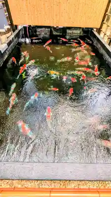 感通寺の動物