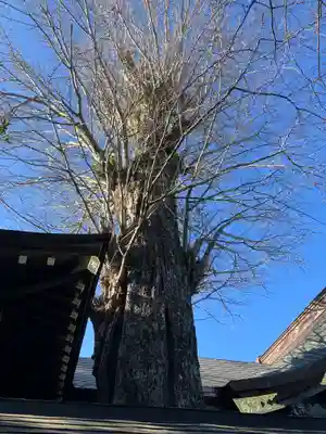 麻賀多神社(千葉県)