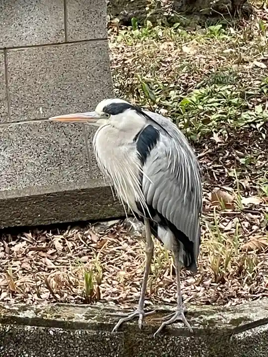 前玉神社の動物