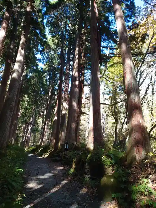 戸隠神社奥社の自然