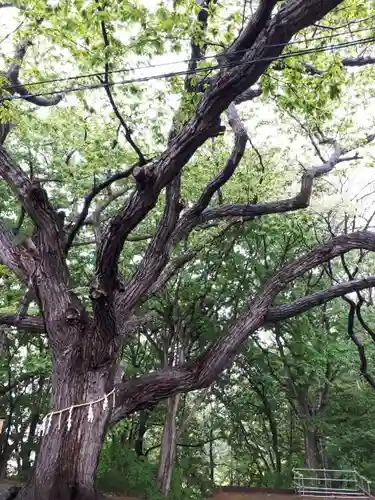 相馬神社の自然