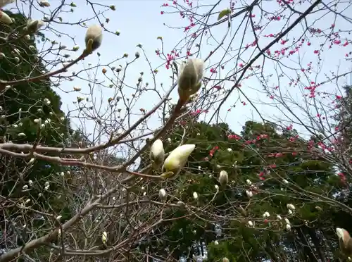 北海道神宮の自然