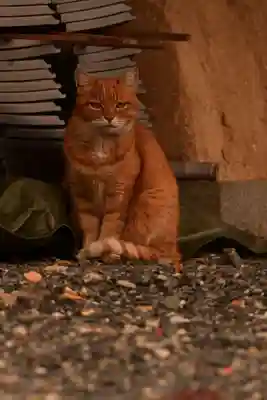 くろ谷 金戒光明寺(京都府)