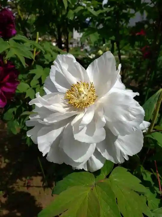 禅定院(東京都)