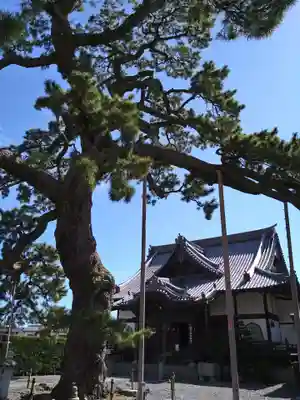 大慶寺の自然