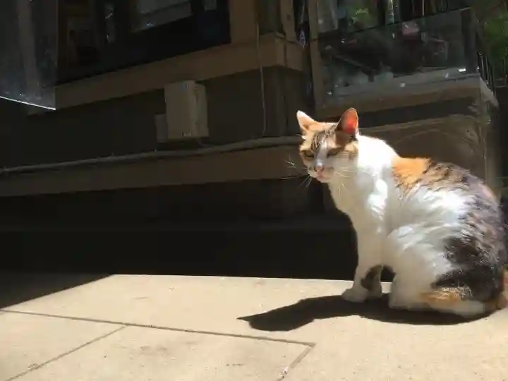 戸越八幡神社(東京都)