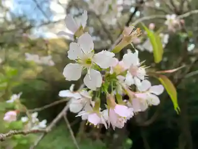 普門寺(切り絵御朱印発祥の寺)の自然
