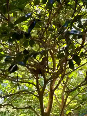 明月院(神奈川県)