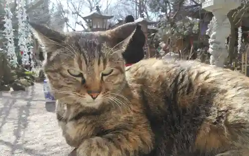 如意輪寺の動物