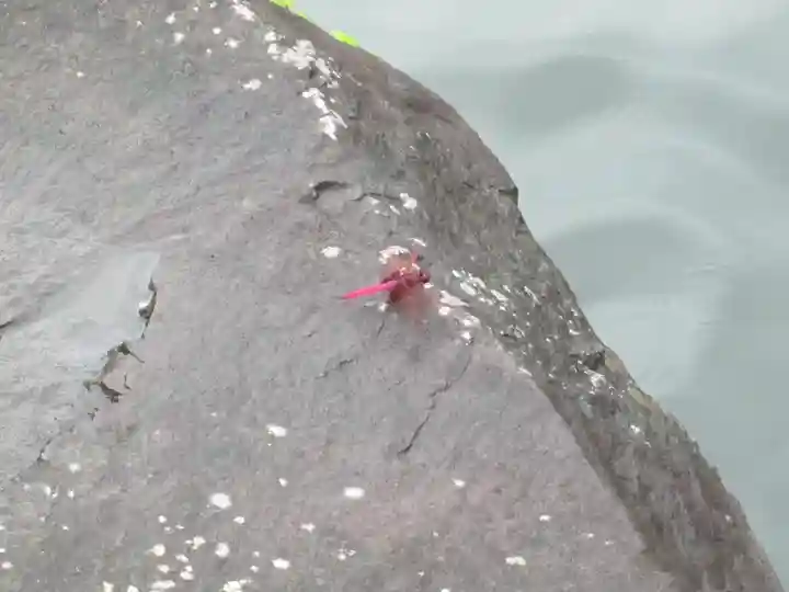 屋久島大社の動物