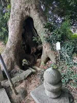 五所八幡宮の{uncategorized: "未分類", other: "その他", undefined: "問題あり", building: "その他建物", grave: "お墓", sacred_gate: "鳥居", guardian: "狛犬", statue: "像", buddha: "仏像", history: "歴史", nature: "自然", garden: "庭園", animal: "動物", pagoda: "塔", temizu: "手水舎", mountain_gate: "山門・神門", sanctuary: "本殿・本堂", subordinate: "末社・摂社", art: "芸術", scenery: "景色", jizo: "地蔵", ema: "絵馬", goshuin: "御朱印", omikuji: "おみくじ", items: "授与品その他", amulet: "お守り", goshuincho: "御朱印帳", eats: "食事", festival: "お祭り", votive_dance: "神楽", shichigosan: "七五三参", wedding: "結婚式", experience: "体験その他", initially: "初詣", around: "周辺", anti_infection: "感染症対策"}