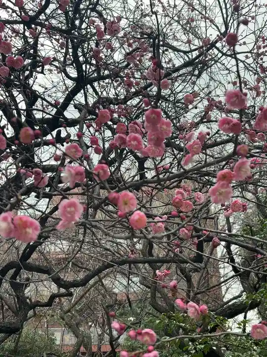 牛天神北野神社(東京都)
