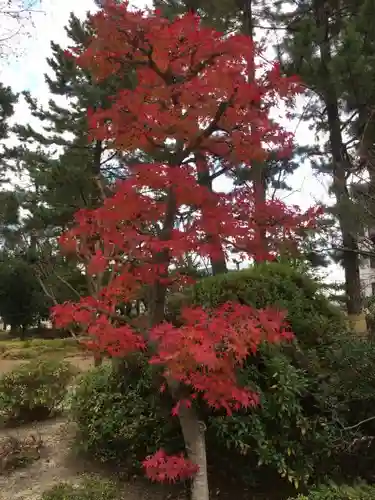 安城神社の自然