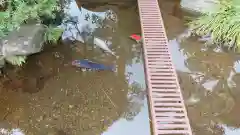 平等寺の動物