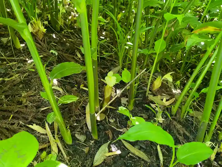 愛宕神社の自然