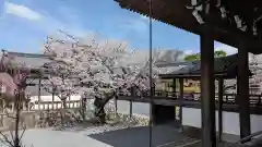 妙顯寺（妙顕寺）(京都府)