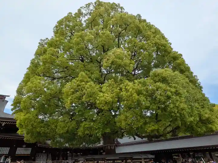 明治神宮(東京都)