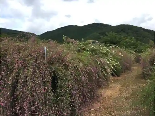 洞昌院の庭園