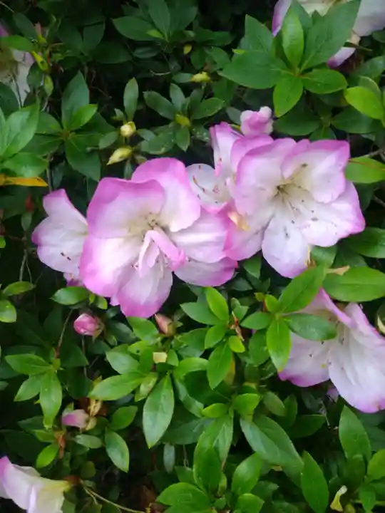 國鉾神社の自然