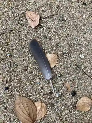 松原八幡神社の自然