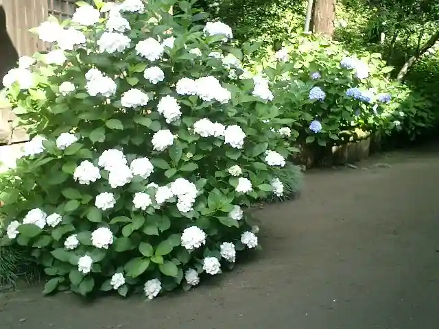 御霊神社の自然