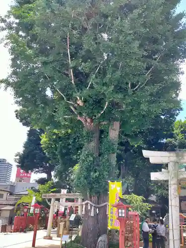 川越八幡宮(埼玉県)