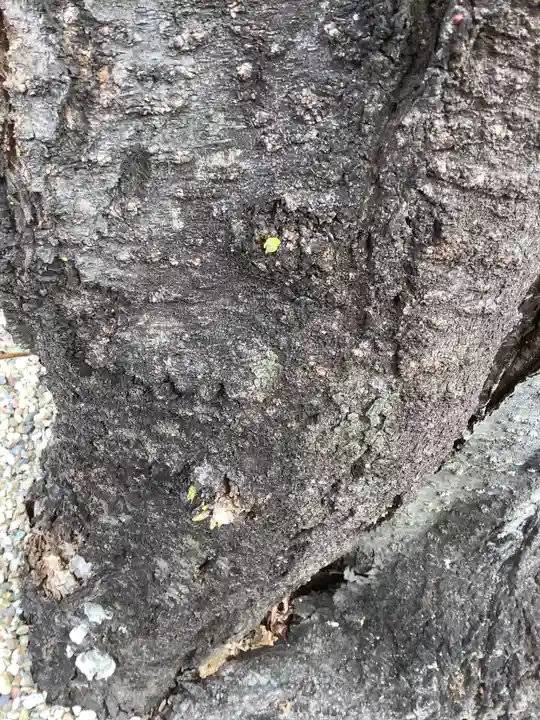 三輪神社の自然